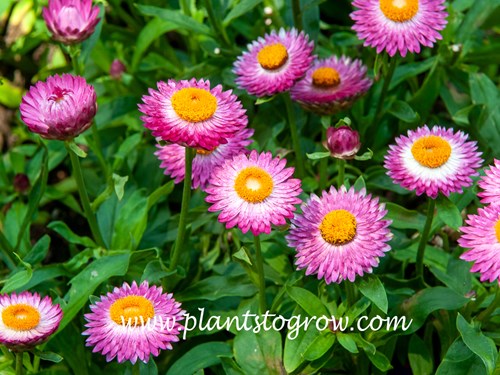 Mohave  Dark Rose Strawflower (Bracteantha bracteata)